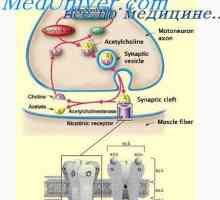 Dezvoltarea anormală a placentei și felii. placenta membranoasa si placenta in boli