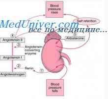 Dezvoltarea anormala a cavitatile corpului embrionului. Patologia cavitățile corpului fetale