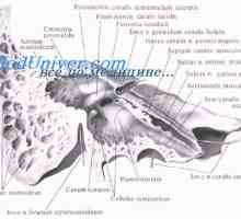 Sistemul nervos autonom al embrionului. Sistemul nervos parasimpatic a fătului
