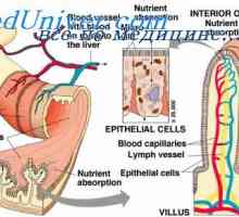 Fiziologia absorbției intestinale. Suprafața de aspirare a intestinului subțire