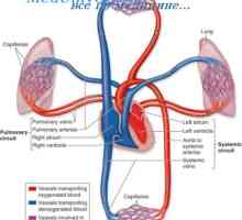 Circulația pulmonară. Anatomia circulației pulmonare