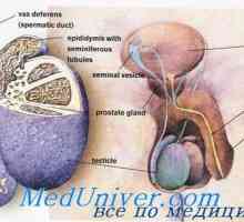 Motilității spermatozoizilor a tractului genital masculin. maturarea spermei