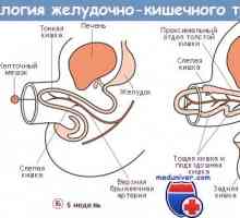 Formarea mezenterului intestinului. Mezenter și embrionare colon intestin
