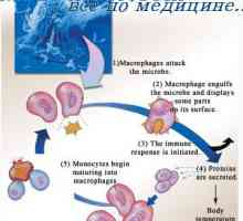Tipuri de imunitate adaptive. În imunitatea Limfocitele dobândite