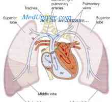 Curg zona in plamani. Varietăți fluxului sanguin pulmonar