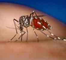 Febra hemoragică Dengue: simptome, patogen