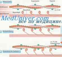 Potențialele membranelor musculare netede. Potențialele de acțiune în mușchii netezi unitare