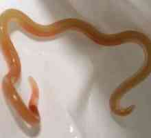 Worms (viermi intestinali), de culoare roșie în copil și adult