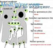 Anomalii cromozomiale ale sarcinii multiple. anomalii de dezvoltare la sarcini multiple