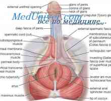 Reglementarea funcțiilor sexuale ale corpului masculin. hormon eliberator de gonadotropină