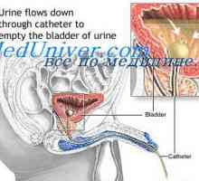 Modificări în uter și ovare, în faza de secreție. Faza de descuamare mama ciclu de regenerare