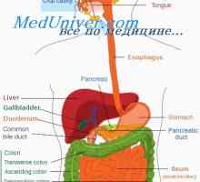 Efecte ale gastrinei pentagastrin și efectul lor asupra organelor digestive