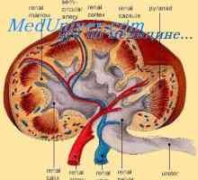 Rolul glomerulotubulyarnogo mecanism renal. Rolul renină în reglarea funcției renale