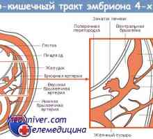 Formarea stomacului. Embryo de stomac