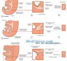 Intestin fetal cloaca. Epiteliul embrionului tubului intestinal