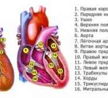 Combinat (dvuklapannye și trei valve), boli de inima, mitrală și aortică defect