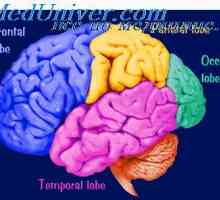 Cortexul cerebral. Anatomia fiziologica a cortexul cerebral