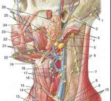 Formarea Limfa a capului și a gâtului
