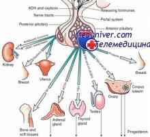 Limfocitara inflamație limfatică glanda pituitara. Diagnostic si tratament