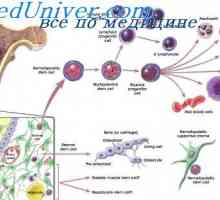 Progenitoare limfoide. Originea celulelor sanguine