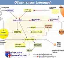Metabolismul grasimilor in organism. Transportul de lipide