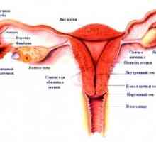 Organelor genitale externe feminine, structura, anatomie