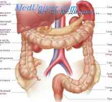 Intestinul gros. Structura și funcția de colon.