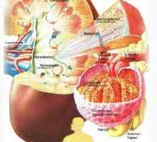 Hormon antidiuretic și funcțiile sale. factorul natriuretic atrial