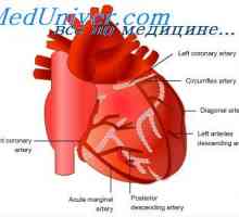 Reglementarea fluxului sanguin coronarian. reglare nervoasă a fluxului sanguin cardiac