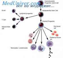 Precursori Educație limfocite. Leziunile de celule stem