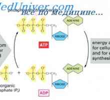 Rolul ADP în utilizarea energiei. Intensitatea metabolismului in celule