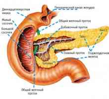 Caracteristici ale pancreasului