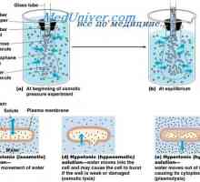 Volumul și osmolarității fluidelor corpului în patologia. Efectele perfuziei de clorură de sodiu