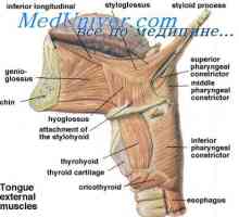 Mușchii laringelui. mușchii gâtului și externe proprii