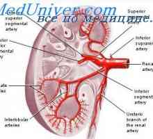 Teoria vasodilatator și hipoxic de reglarea fluxului sanguin în organe și țesuturi