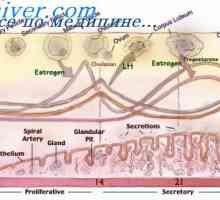 Începutul ovulatiei. fazei luteale a ciclului ovarian
