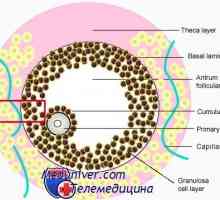 Semne de pregătire pentru meiozei ovocitului. Dizolvarea veziculă germinală (m)