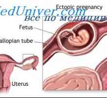 Producția de estrogen de placenta. Funcția de estrogen în timpul sarcinii