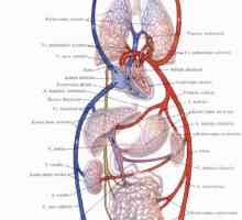Funcțiile sistemului circulator și limfatice. sistemul circulator. Presiune venoasă centrală.