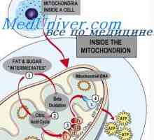 ATP și rolul său în celulă. mitocondriile de celule Funcție