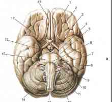 Dezvoltarea și principiile structurii nervilor cranieni