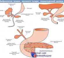 Formarea pancreasului în embriogeneza fetale, morfogenezei