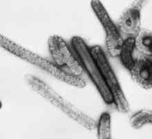 Familie de arbovirusuri, arenaviruses și Filovirusii