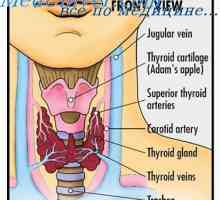 Influenta hormonilor tiroidieni asupra creșterii. hormoni tiroidieni și metabolismul…