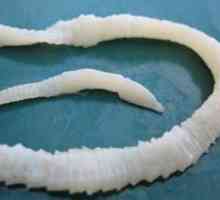 Tapeworms la om: simptome, semne, cauze, tratament