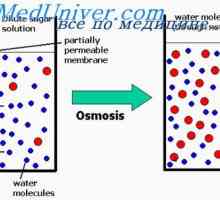 Relația dintre presiunea osmotică și osmolaritatea. Osmolaritatea fluide ale corpului