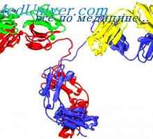 Clase de imunoglobuline. Structura lanțurilor de imunoglobulină