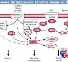 Influența nucleotidelor asupra creșterii și dezvoltării tractului gastrointestinal (GIT)