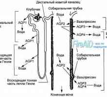 Anatomia glomerulii renali. structură