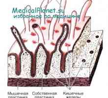 Imunitatea innascuta a intestinului: o parte a epiteliului
